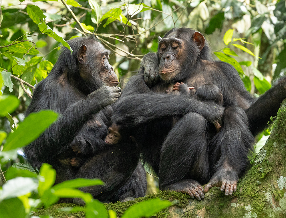 Six primate species in Kalinzu Forest